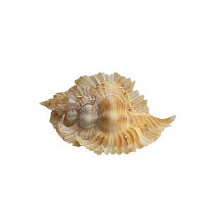 Rare Murex Miyokoae Kosuge Specimen Shell, Panglao Bohol Philippines